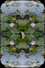 pond with fish & flowers
