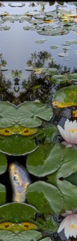 pond with fish & flowers