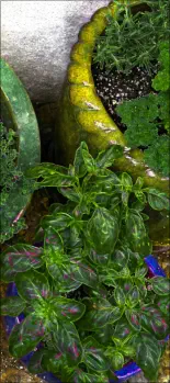 herbs in pots