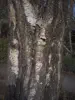 bark with fungus - source