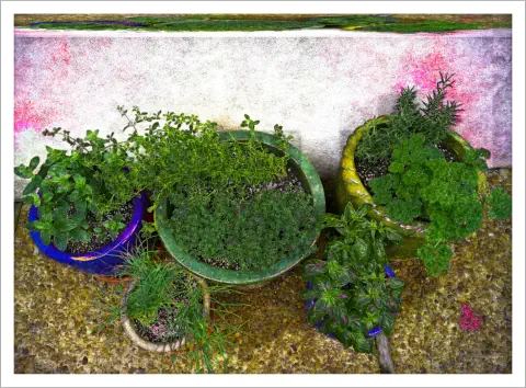 herbs in pots