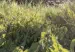 field blocks - source