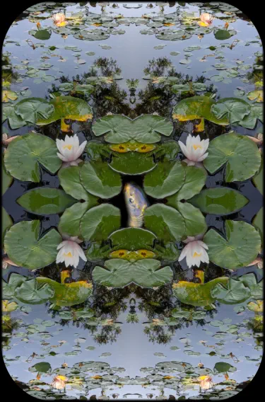 pond with fish & flowers