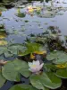 pond with fish & flowers - source
