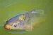 pond with fish & flowers - fish source