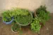 herbs in pots - source