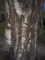 bark with fungus source