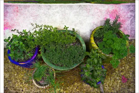 herbs in pots